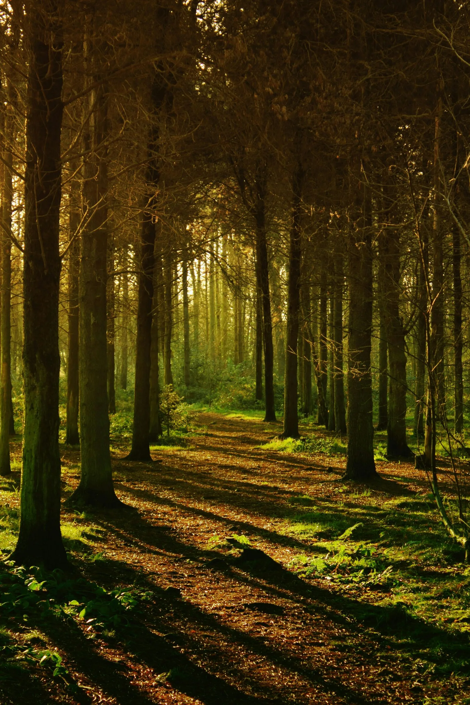 Forestal i jardineria